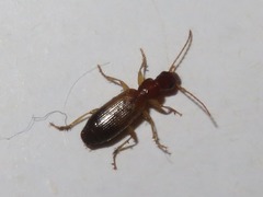 Paradromius linearis