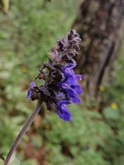Salvia mocinoi