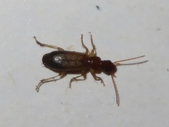 Paradromius linearis