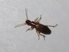 Paradromius linearis