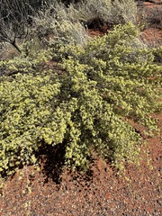Micromyrtus flaviflora