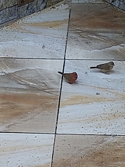 Lagonosticta senegala