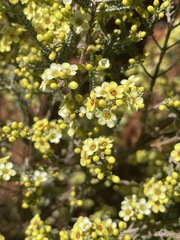 Micromyrtus flaviflora
