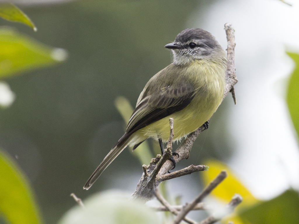 Sooty-Headed Tyrannulet