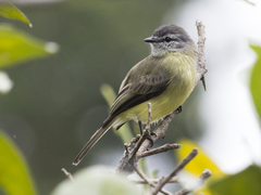 Phyllomyias griseiceps