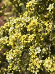 Micromyrtus flaviflora