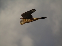Falco tinnunculus