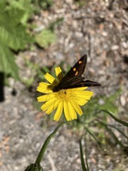 Argopteron aureipennis