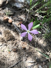 Angiospermae