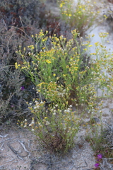 Senecio spanomerus