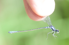 Mesamphiagrion dunklei