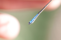 Mesamphiagrion dunklei