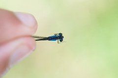 Mesamphiagrion dunklei