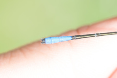 Mesamphiagrion dunklei