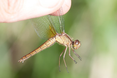 Erythrodiplax ines