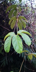 Hodgsonia macrocarpa