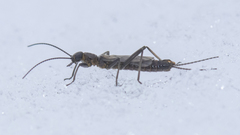 Allocapnia pygmaea
