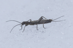Allocapnia pygmaea