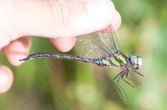 Rhionaeschna cornigera