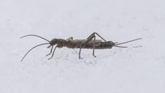 Allocapnia pygmaea