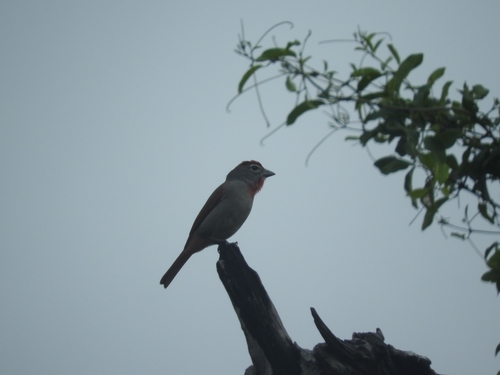 Rose-throated Tanager (Piranga roseogularis), photo 7