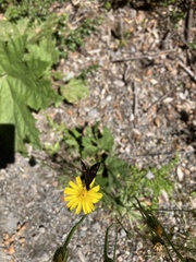 Argopteron aureipennis