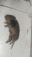 Microtus duodecimcostatus