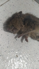 Microtus duodecimcostatus