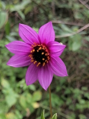 Dahlia australis