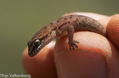 Hemidactylus isolepis