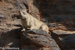 Procavia capensis johnstoni