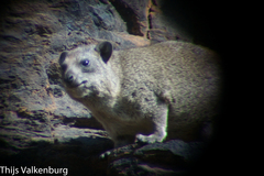 Procavia capensis johnstoni
