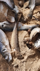 Dicentrarchus punctatus