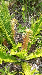 Neoblechnum brasiliense