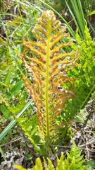 Neoblechnum brasiliense