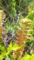 Neoblechnum brasiliense