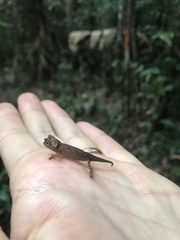 Brookesia superciliaris