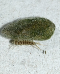 Dikerogammarus