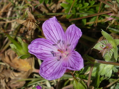 Geranium subargenteum