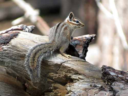 Cliff Chipmunk