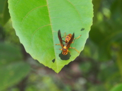 Polistes jokahamae