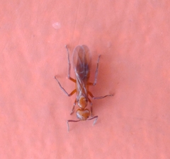 Dolichoderus diversus