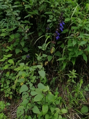 Salvia mocinoi