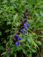 Salvia mocinoi