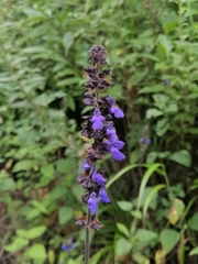 Salvia mocinoi