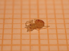 Nigma puella