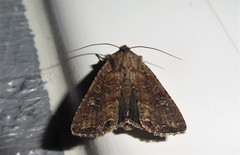 Ichneutica morosa