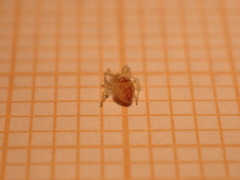 Nigma puella