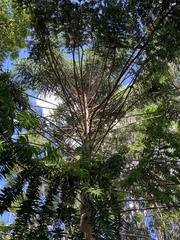 Araucaria