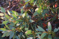 Eucalyptus utilis